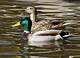 Scriber Lake Park
